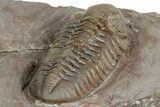 Bargain, Austerops Trilobite - Jorf, Morocco #328582-3